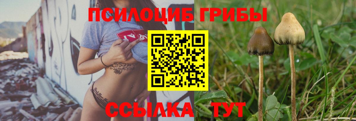 Галлюциногенные грибы Psilocybine cubensis Гурьевск